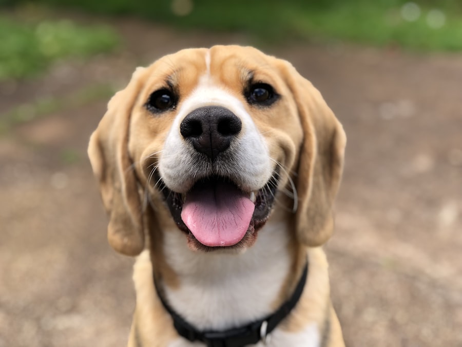 For Every Pet, Every Day
